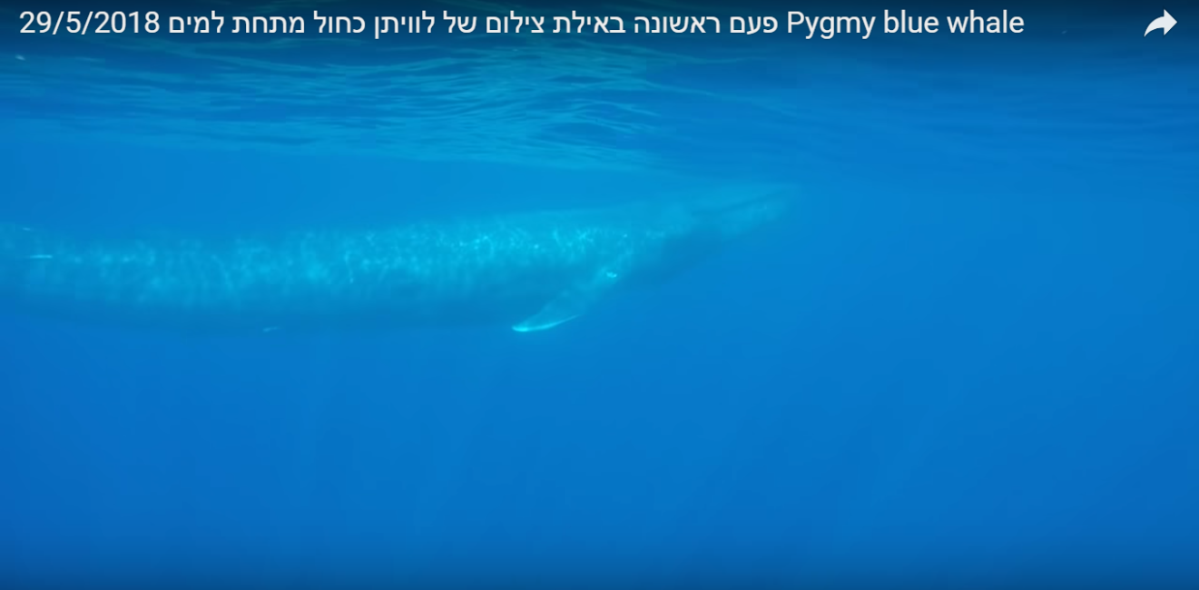 צלילה חופשית עם לוויתן כחול באילת
